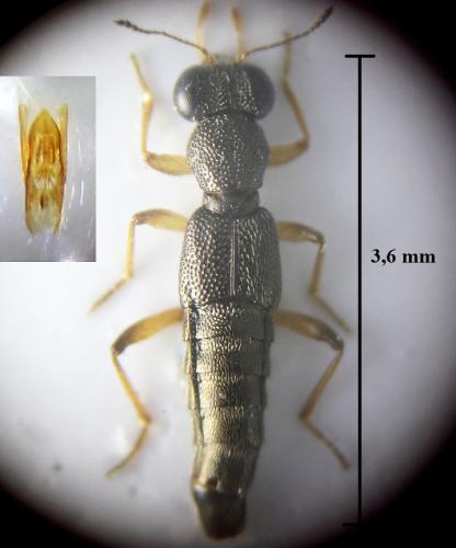 Réf. 247 087 : Stenus ludyi